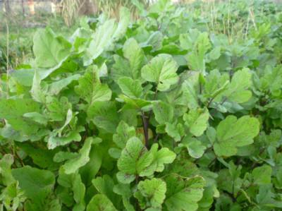 sinapi